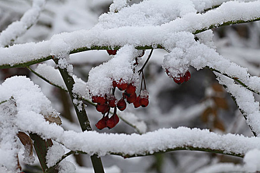 大雪,雪后,植物,种子,红果,遮盖,颜色,对比,鲜艳,吸引,洁白