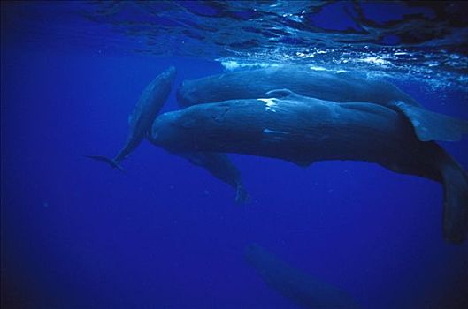 抹香鲸,游泳,雌性,多米尼加
