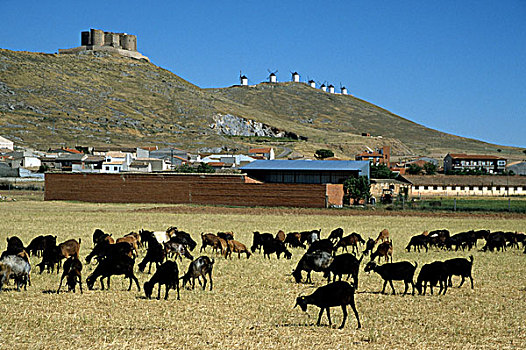 山羊,牧群,正面,堂吉诃德,风车,康斯艾格拉,西班牙,欧洲