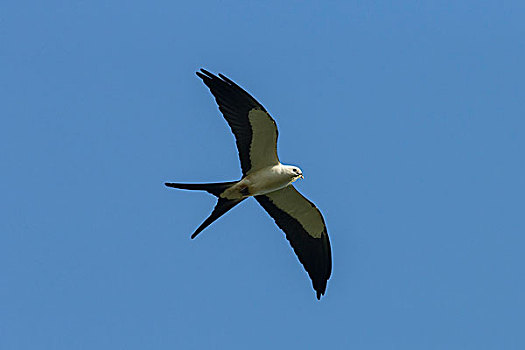 鸢,蜥蜴,鸟嘴,飞行,保存,州立公园,佛罗里达,美国