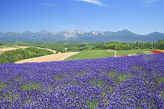 薰衣草,山,山脉