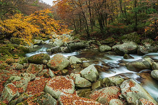 光雾山红叶