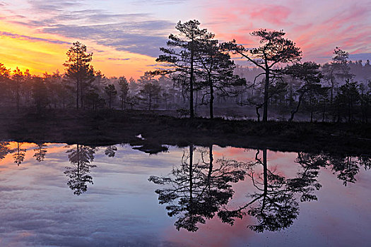 早晨,黎明,沼泽,达拉那,瑞典,斯堪的纳维亚,欧洲