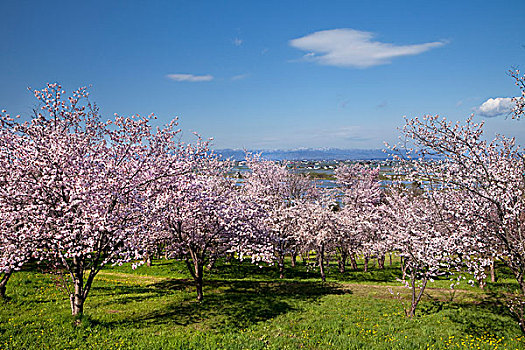 樱花,稻田