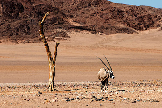 长角羚羊,纳米比亚,沙漠