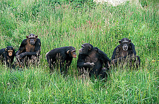 黑猩猩,类人猿,群,站立,高草