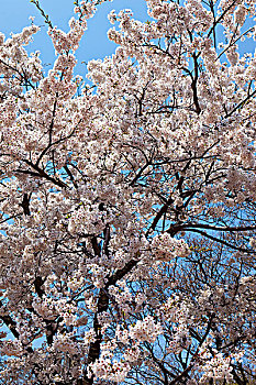 韩国济州岛汉拿山御里木,樱花