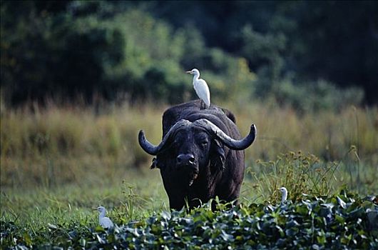 赞比亚,赞比西,国家公园,南非水牛,牛