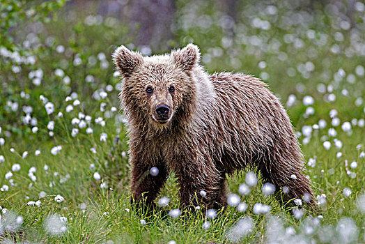 棕熊,毛织品,草,卡瑞里亚,芬兰,欧洲
