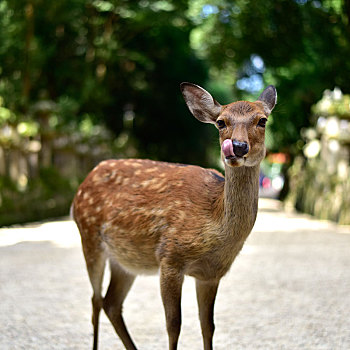 日本奈良的小鹿