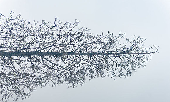 树顶与水面