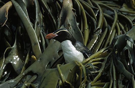 企鹅,海藻,新西兰