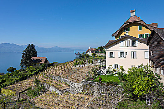 葡萄酒,梯田,上方,日内瓦湖,拉沃,靠近,洛桑,沃州,西部,瑞士