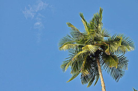 椰树,椰,斯里兰卡,亚洲