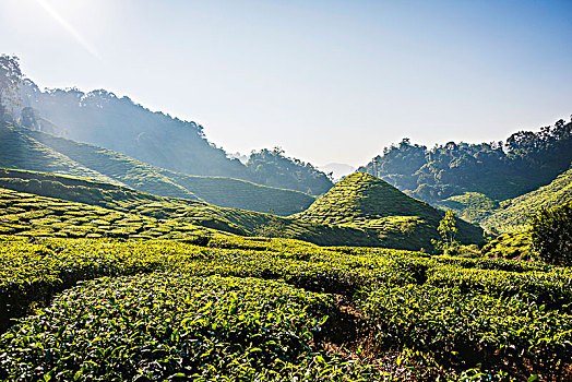 丘陵地貌,茶,种植园,培育,金马伦高地,马来西亚,亚洲