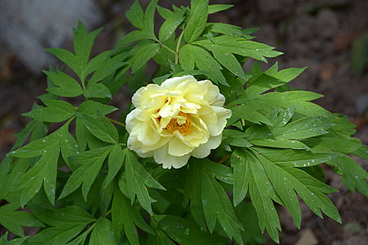 牡丹,黄牡丹,黄色牡丹,木芍药,大黄花,洛阳花,富贵花,花王,peony