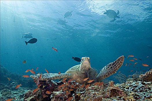 马来西亚,绿海龟,龟类,礁石,热带鱼,海龟,水面,高处