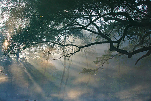 树木,阳光,水池,光线,早晨,放生池