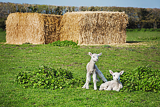 两个,诞生,羊羔,草场,大,堆积,稻草,背景