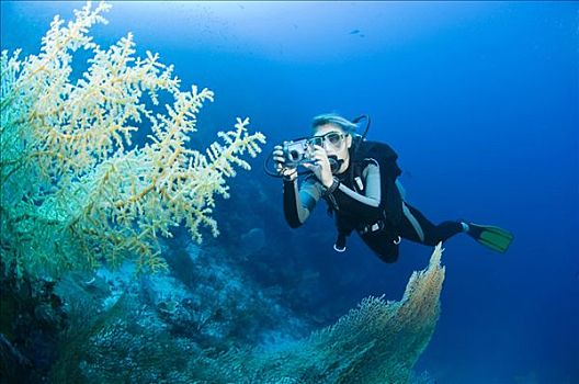 潜水者,拍照,珊瑚礁,四王群岛,西巴布亚,印度尼西亚