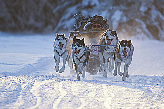 西伯利亚,爱斯基摩犬,比赛,湖,纪念,阿拉斯加,冬天