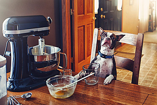 狗,坐,桌子,食品搅拌器,烘烤设备,桌上