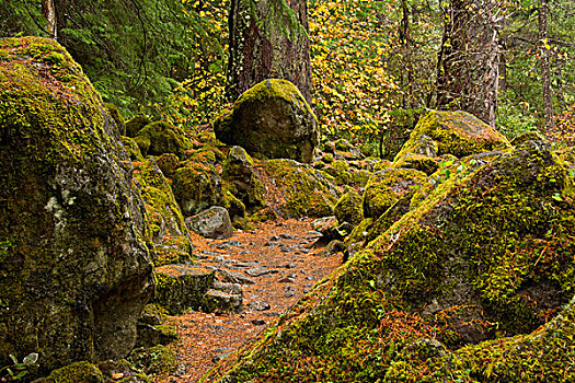 秋天,小路,溪流,区域,尤姆瓦国家森林公园,俄勒冈,美国