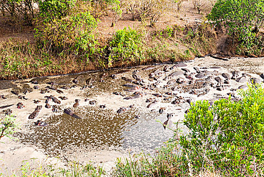 河马,牧群,马赛马拉国家保护区,肯尼亚