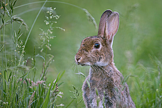 欧洲兔,兔豚鼠属,草地,头像,下萨克森,德国,欧洲