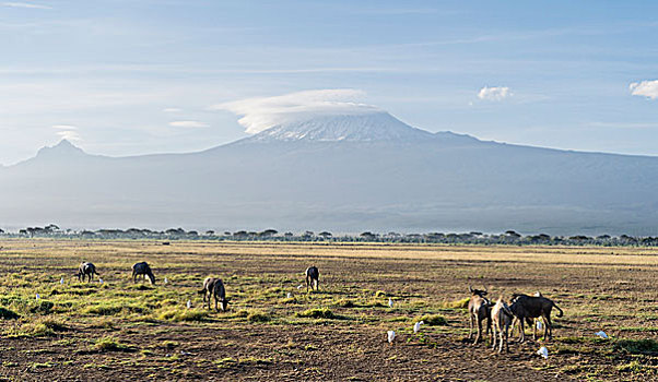 东方,安伯塞利国家公园,乞力马扎罗山,背景,肯尼亚,非洲,大幅,尺寸
