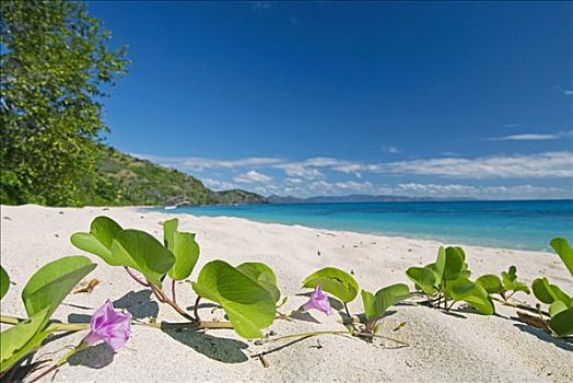 南太平洋,斐济,荒芜,海滩,东海岸,岛屿