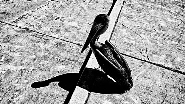 孤单,鹈鹕,等待,块,鱼,港口,卡波圣卢卡斯,下加利福尼亚州,墨西哥