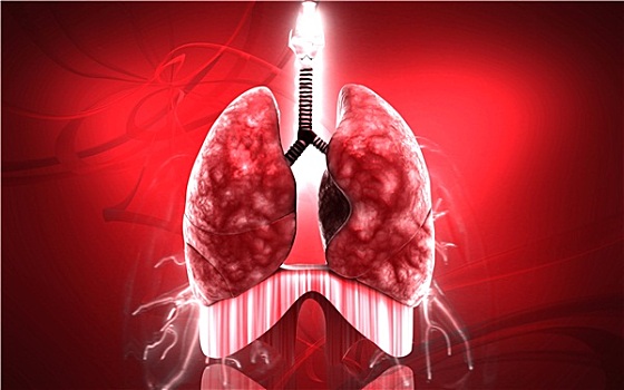 人,肺
