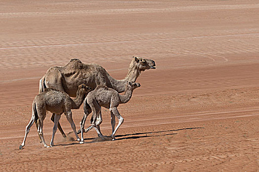 单峰骆驼,瓦希伯沙漠,阿曼,亚洲
