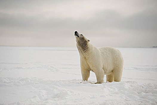 北极熊,母熊,气味,风,浮冰,区域,北极,阿拉斯加,冬天