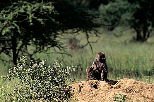 坦桑尼亚,塞伦盖蒂,狒狒