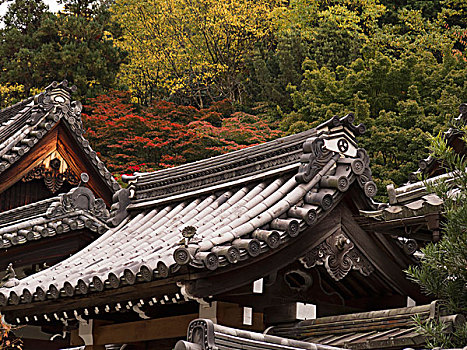 庙宇,屋顶,红枫,树,后面,京都,日本