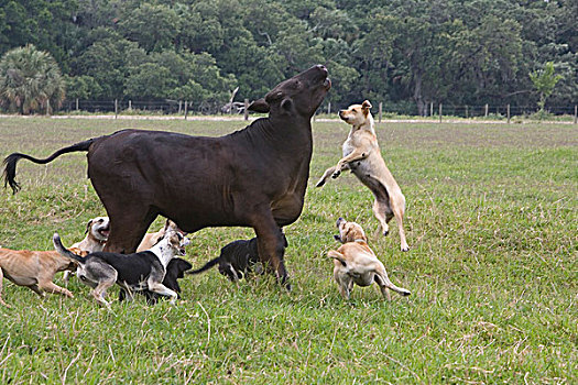 美国,佛罗里达,狗,训练,牧群,牛,对抗,迷路,母牛