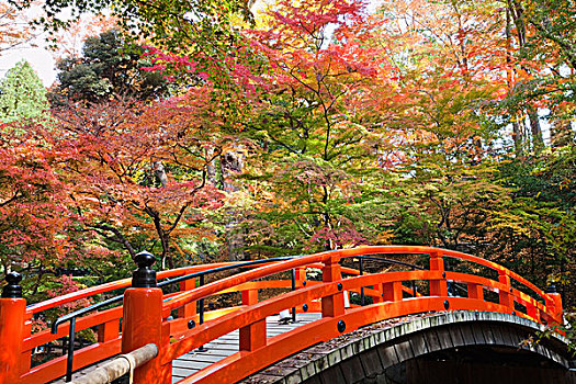日本,京都,神祠,秋叶,枫树,花园