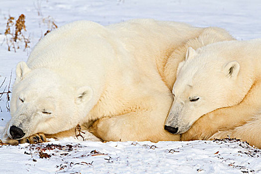 北极熊,幼兽,睡觉,靠近,丘吉尔市,野生动物,管理,区域,曼尼托巴,加拿大