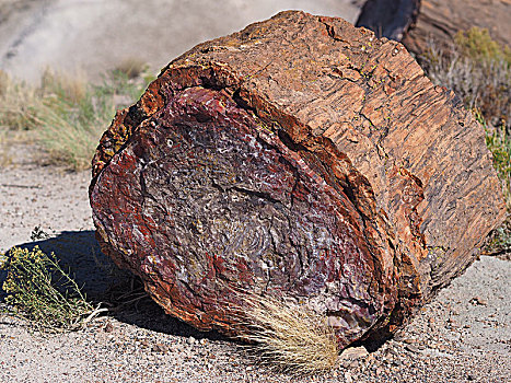 木化石,石化森林国家公园,亚利桑那,美国,北美