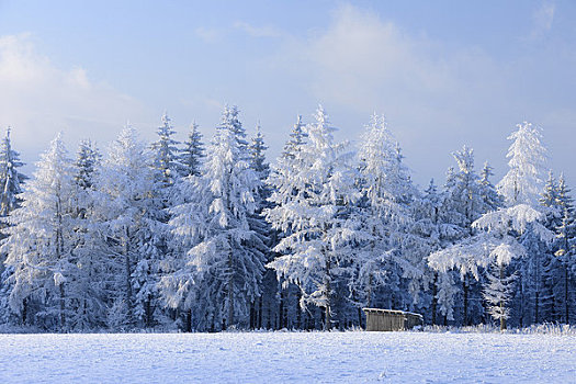 积雪,冷杉,山峦,黑森州,德国