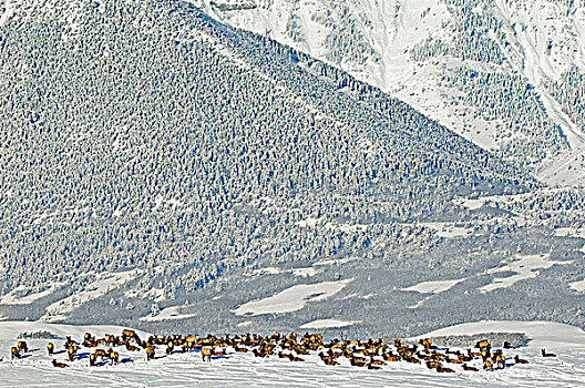 麋鹿,牧群,鹿属,鹿,休息,放牧,积雪,草地,山,瓦特顿湖国家公园,西南方,艾伯塔省,加拿大