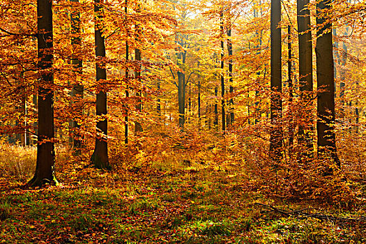 晴朗,山毛榉,树林,秋天,哈尔茨山,萨克森安哈尔特,德国,欧洲
