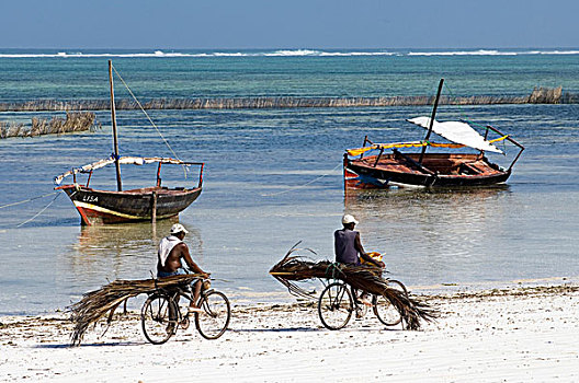 捕鱼者,自行车,海滩,桑给巴尔岛,坦桑尼亚,非洲