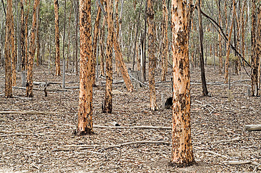 褐色,槌棒,干燥,树林,西澳大利亚州,澳大利亚