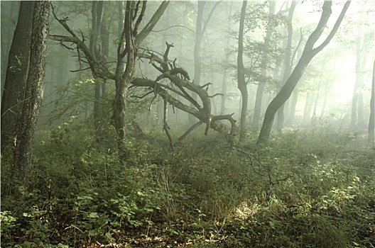 雾,树林