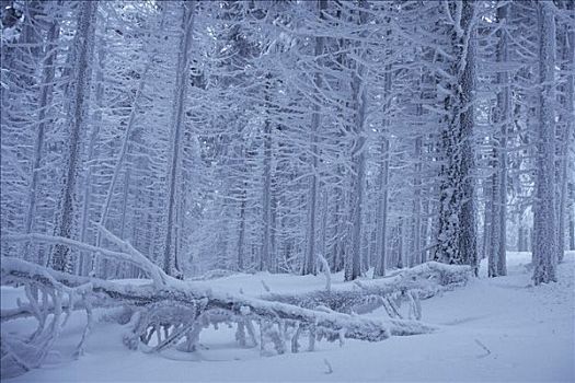 冬季风景,布罗肯,萨克森安哈尔特,德国
