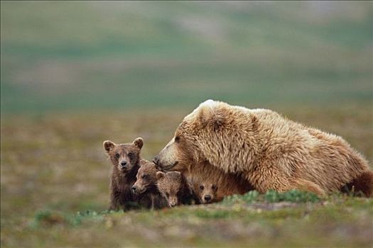 大灰熊,母熊,幼兽,靠近,冰碛,溪流,卡特麦国家公园,西南方,阿拉斯加,夏天