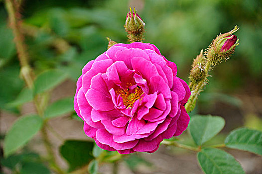 紫色,花,玫瑰,芽,梅克伦堡前波莫瑞州,德国,欧洲